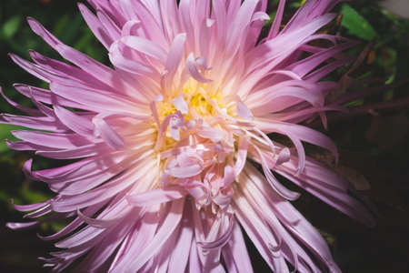 Chrysanthemum flower close up. Pink petalsの写真素材