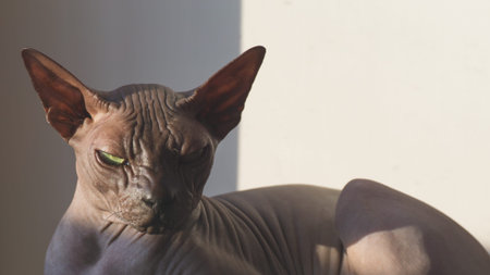 Sphynx hairless cat is resting. adorable purebred pet. domestic animals