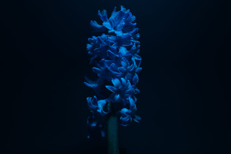 Hyacinth flower under blue light in the dark close up