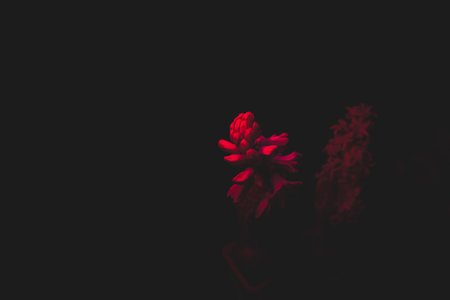 Racemes of hyacinth flower with red light. house plant in the darkの写真素材
