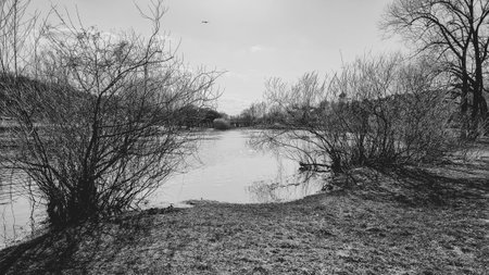Dry branches of trees on the lake shore. black and whiteの写真素材