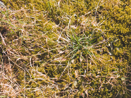 green grass with moss backgroundの写真素材