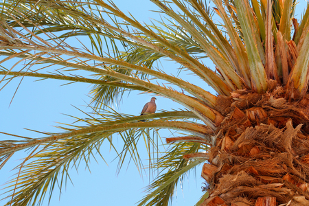 Bird on a palm treeの写真素材