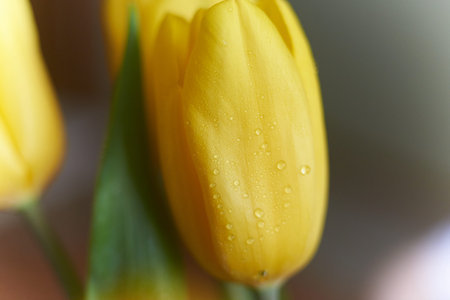Yellow Tulip macro photography . Water drops on a yellow Tulip