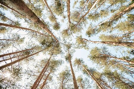 pine forest. Tall trees from the lower angle stretch into the skyの写真素材