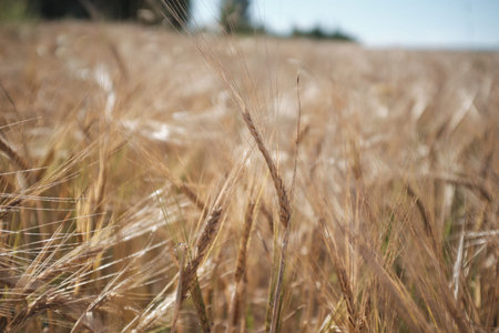 wheat ears close-up on a large sown field. Agriculture and farming