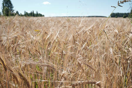 wheat ears close-up on a large sown field. Agriculture and farmingの写真素材