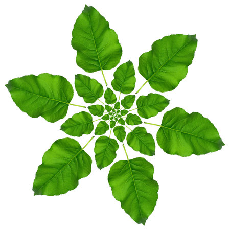 Green leaf pattern on white background