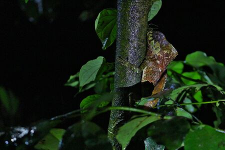 Chameleon by nightの写真素材