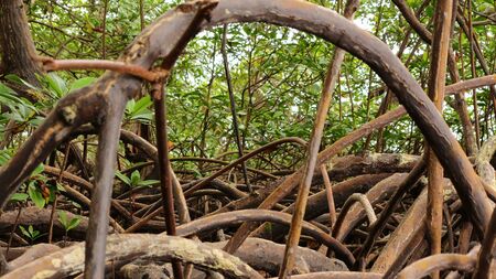 Photo of lots of Roots and Branches in Mangrove Forest at Bocas del Toro in Panama. Photo taken from a boat next to the roots.の写真素材