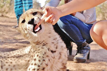 Young Cheetah with visitors in South Africaの写真素材
