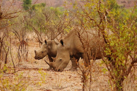 Rhinoceros at Kruger National Park in South Africaの写真素材