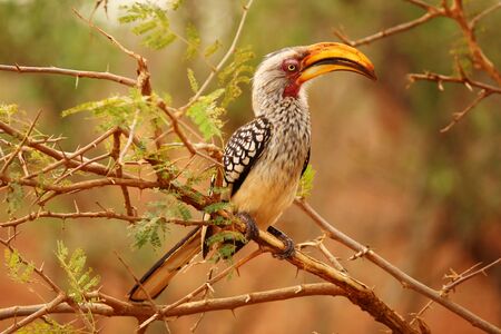Southern yellow-billed Hornbill in South Africaの写真素材