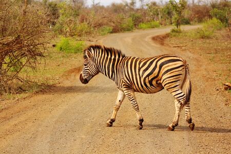 Zebra at Kruger National Park in South Africaの写真素材