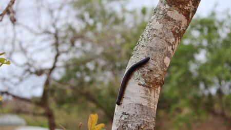 Giant Millipede in South Africaの写真素材