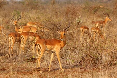 Herd of Impalas at Kruger National Park in South Africaの写真素材