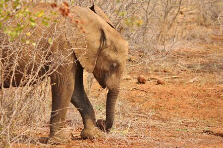 Elephant at Kruger National Park in South Africaの写真素材