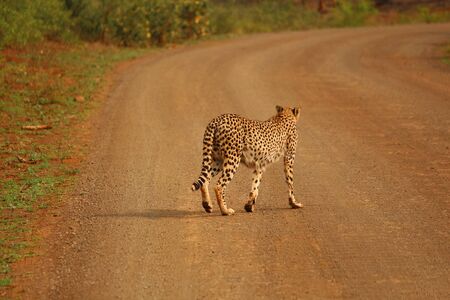 Cheetah at Kruger National Park in South Africaの写真素材