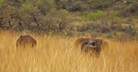 Bufallos hidden in the high grass at Nambiti Game Reserveの写真素材