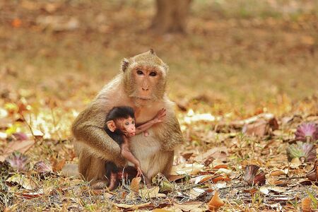 Macaque Monkey Mother and her childの写真素材