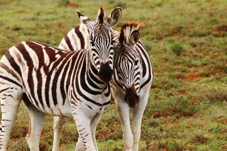 Couple of Zebras at Addo Elephant National Parkの写真素材