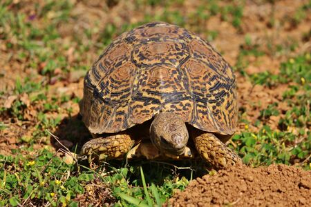 Leopard tortoise at Addo Elephant National Parkの写真素材