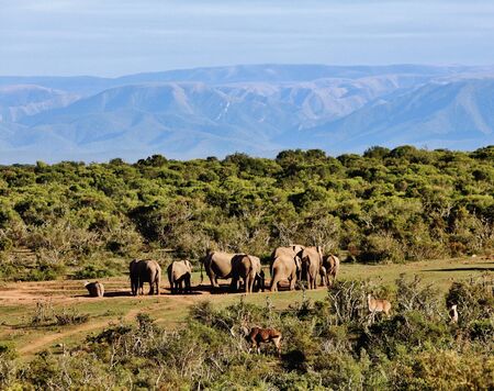 Elephant Herd at Addo Elephant National Parkの写真素材