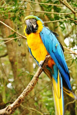 Beautiful Portrait of a Blue Yellow Macaw Parrotの写真素材
