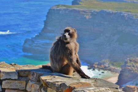 Stunning porttrait of Capuchin Monkey at Cape Pointの写真素材
