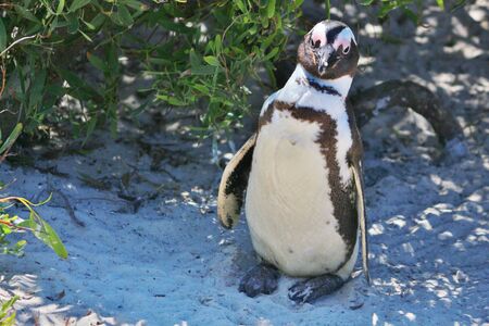 Portrait of a sneaky Penguin at Boulders Beach near Cape Town in South Africa.の写真素材