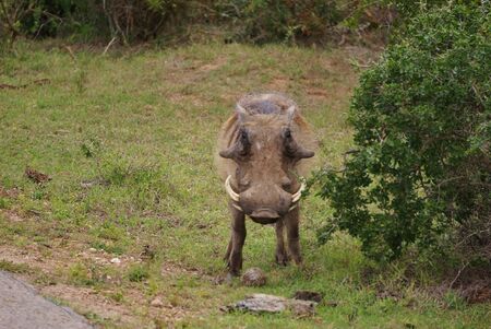 Warthog facing the observer at Addo Elephant National Parkの写真素材