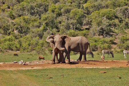 Group of Animals at a Waterholeの写真素材