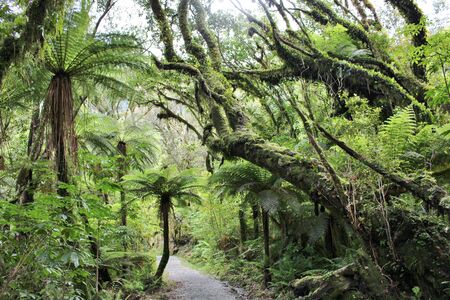 Beautiful Rainforest near Franz Josef Glacierの写真素材