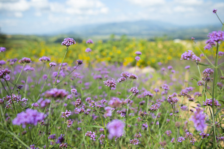 Purple and yellow flowers field, Mountain views and bright sky.の写真素材