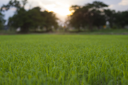 Green rice seedlings field, Bio agriculture background, Close-up.の写真素材