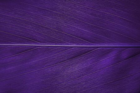 Purple leaf texture background, Leaf cell structure occurs naturally. Close-up.の写真素材