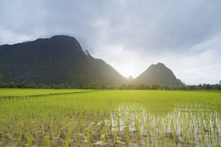 Rice fields in the morning, See mountain views and soft sunlight and the blue sky.の写真素材