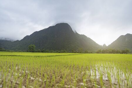 Rice fields in the morning, See mountain views and soft sunlight and the blue sky.の写真素材
