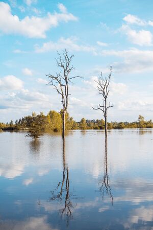 Clear water lake with reflections of trees during sunset time, Vertical photo.の写真素材