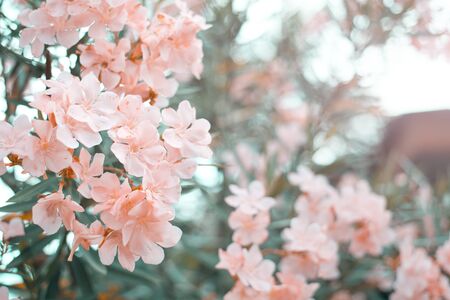 Beautiful pink flower bush, Soft focus on the bushes, Close-up, Copy-spaceの写真素材