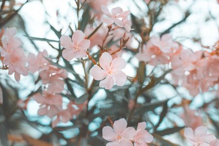 Beautiful pink flower bush, Soft focus on the bushes, Close-up, Copy-spaceの写真素材