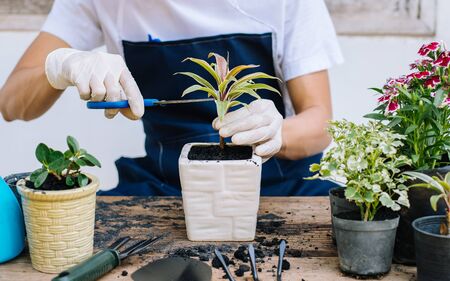 Small garden in house, Decorating the leaves.の写真素材