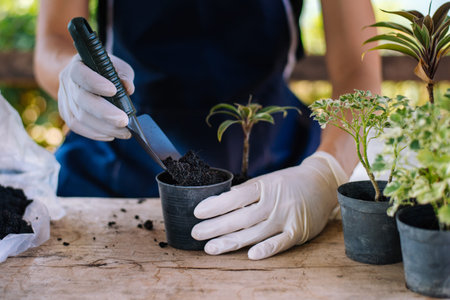 Gardening in house, Gardener prepares the soil in a vase, Close-up