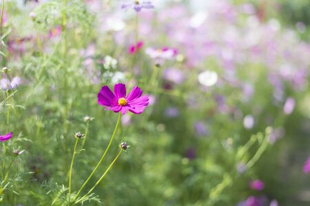 Flowers bloom in summer, Close-upの写真素材