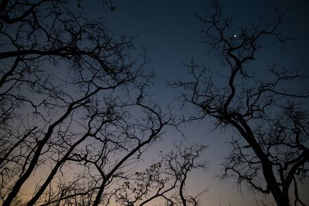 Forest in the dark, Silhouette of trees before sunrise.の写真素材