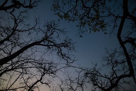 Forest in the dark, Silhouette of trees before sunrise.の写真素材