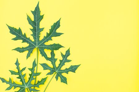 Tropical leaf placed on yellow background, For inserting text, Copy-space.の写真素材