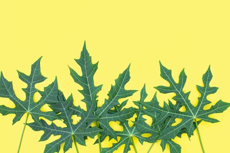 Tropical leaf placed on yellow background, For inserting text, Copy-space.の写真素材