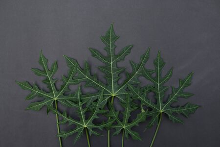 Dark tropical leaves, Placed on black background, Copy-space.の写真素材