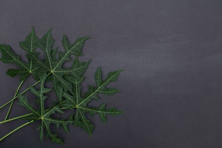 Dark tropical leaves, Placed on black background, Copy-space.の写真素材